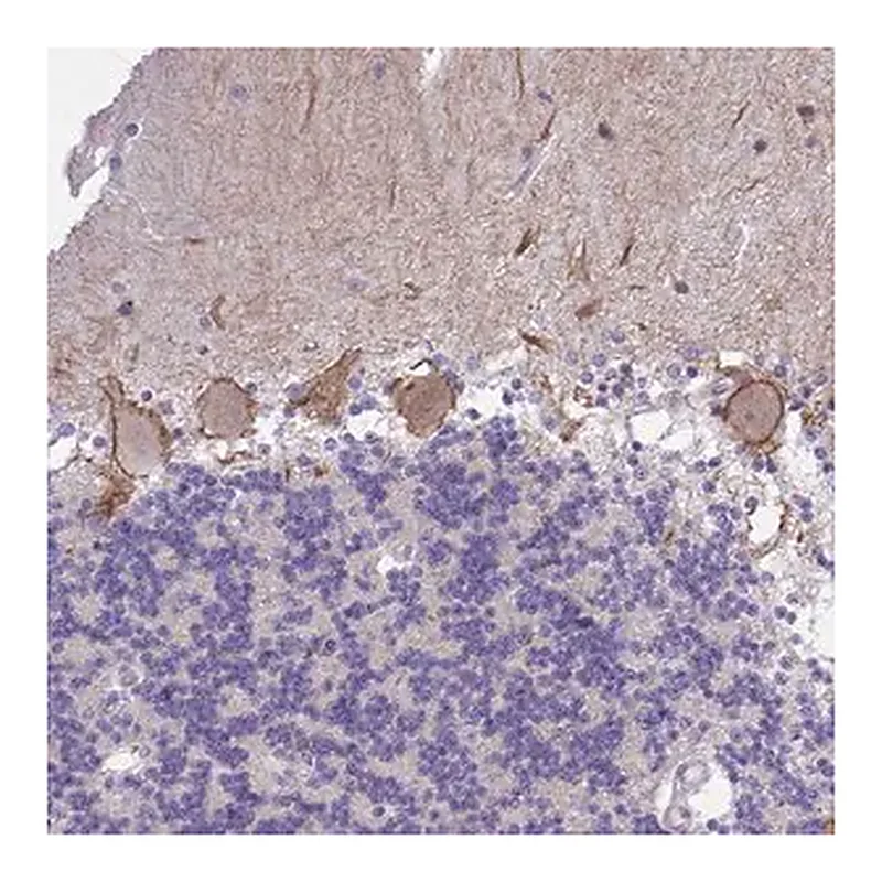 Merck Anti-KCNMA1 antibody produced in rabbit