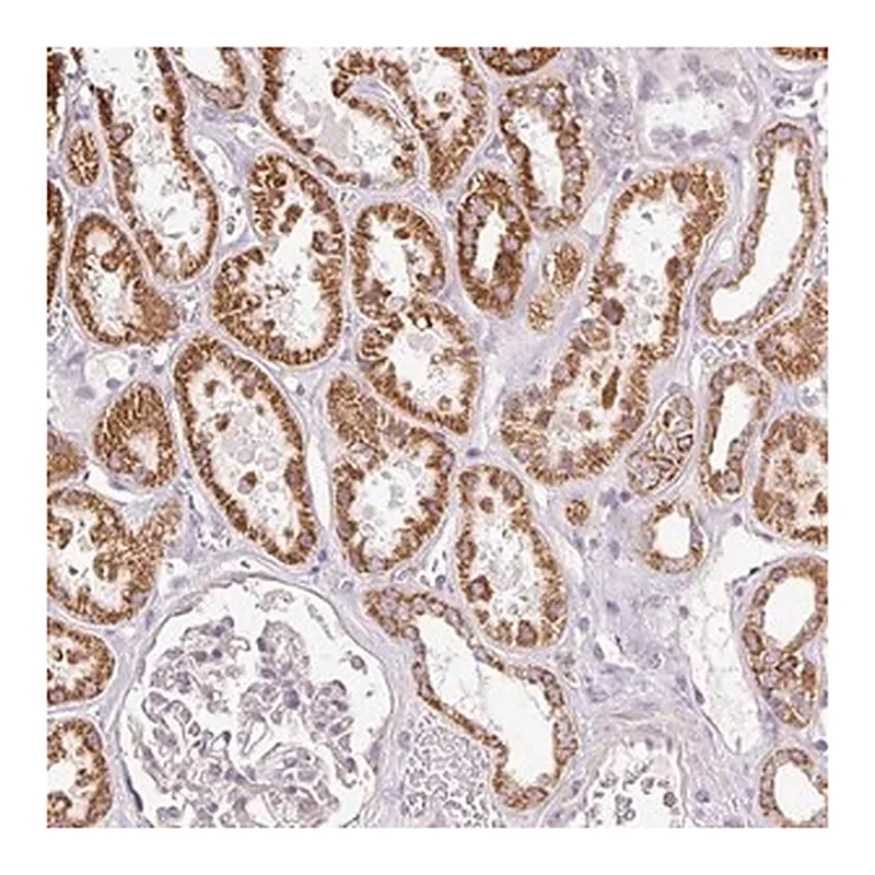 Merck Anti-DAAM2 antibody produced in rabbit