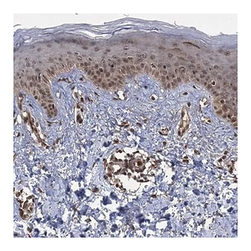 Merck Anti-KANSL2 antibody produced in rabbit