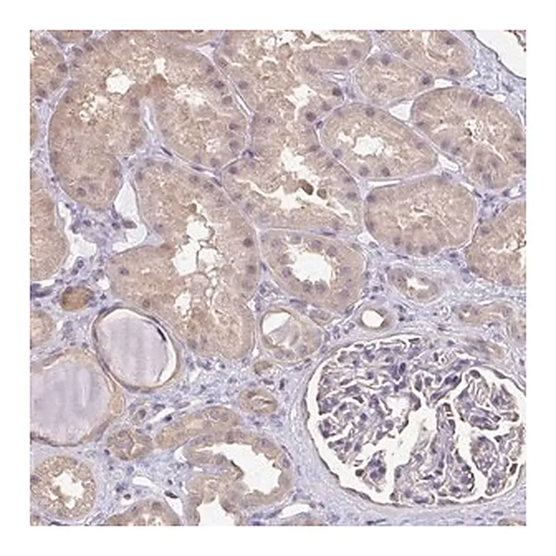 Merck Anti-RABGAP1L antibody produced in rabbit