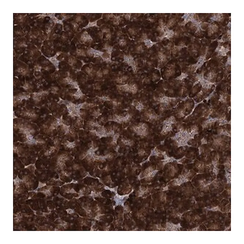 Merck Anti-MINDY3 antibody produced in rabbit