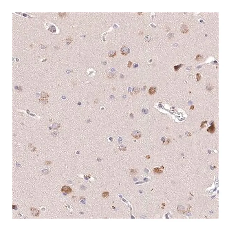 Merck Anti-PCYOX1L antibody produced in rabbit