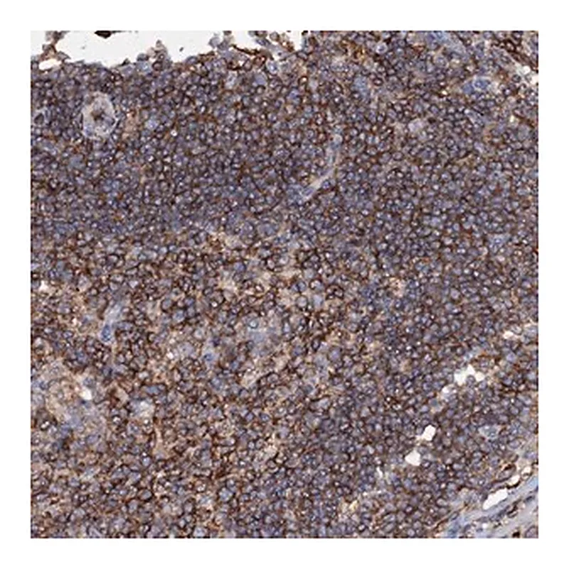 Merck Anti-UBASH3B antibody produced in rabbit