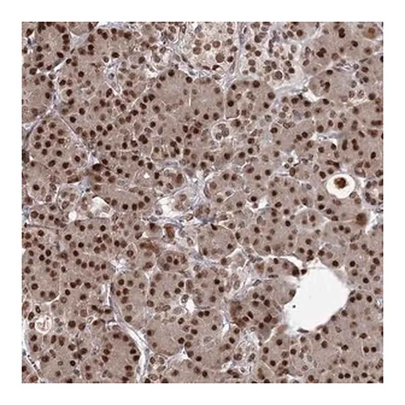 Merck Anti-THYN1 antibody produced in rabbit