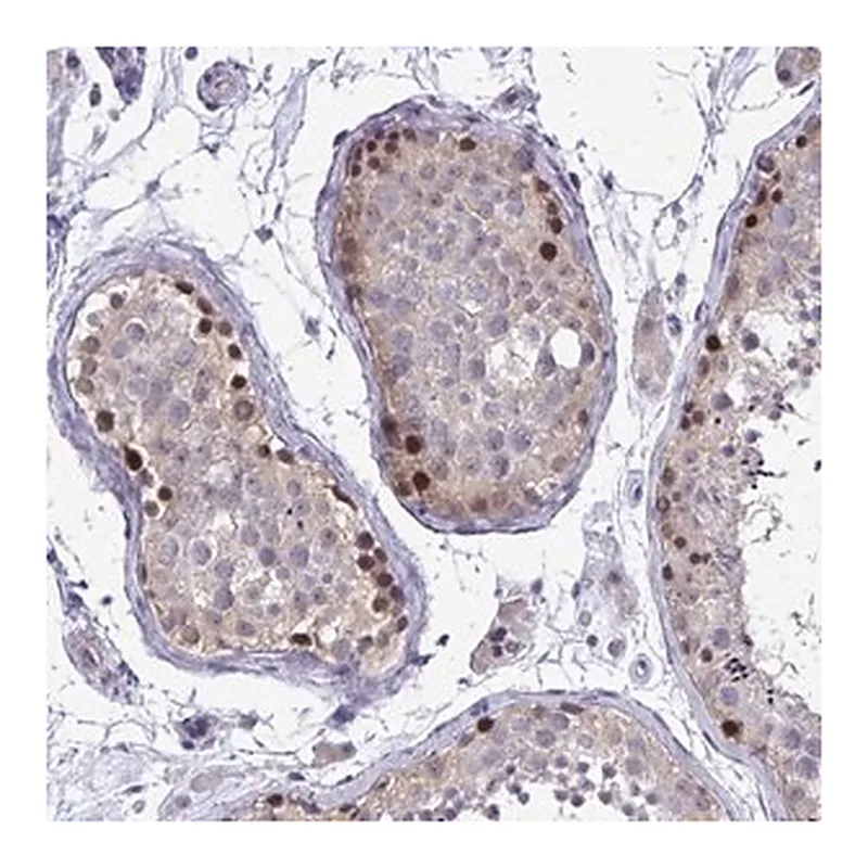 Merck Anti-ZBTB25 antibody produced in rabbit