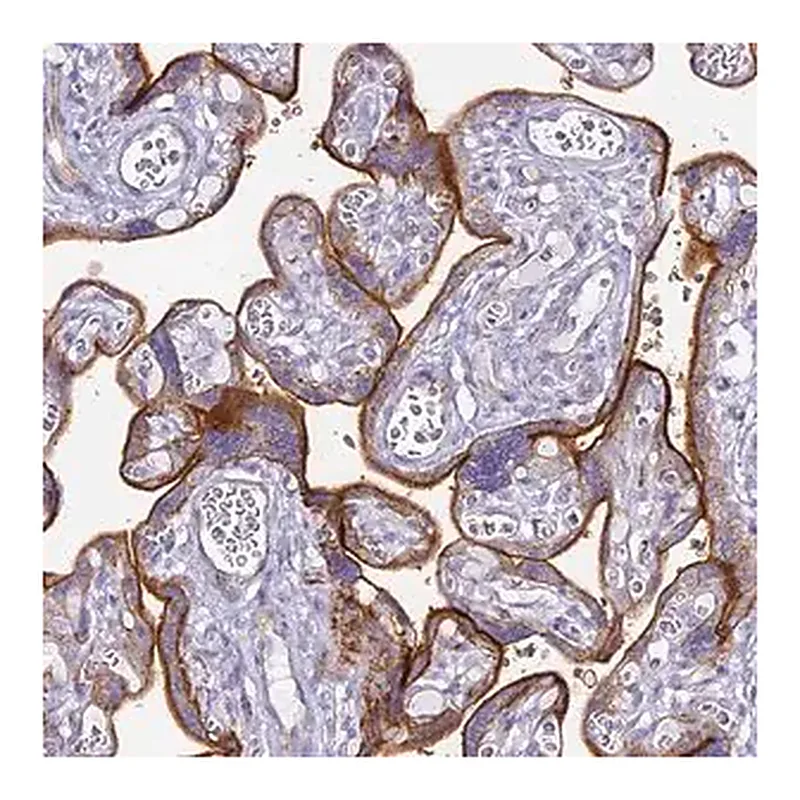 Merck Anti-ALPI antibody produced in rabbit
