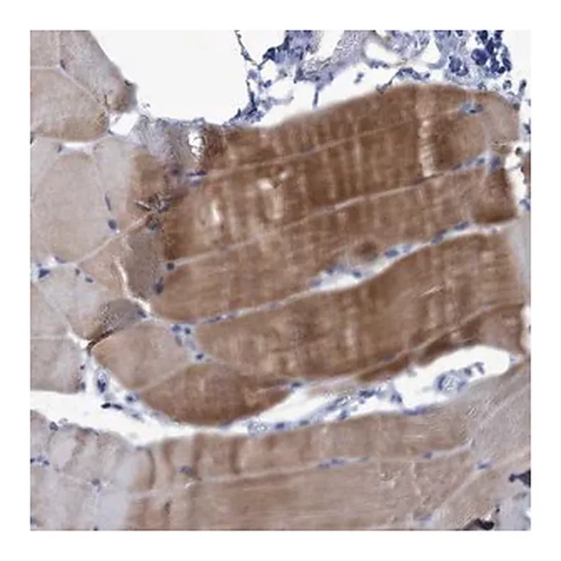 Merck Anti-NEU3 antibody produced in rabbit