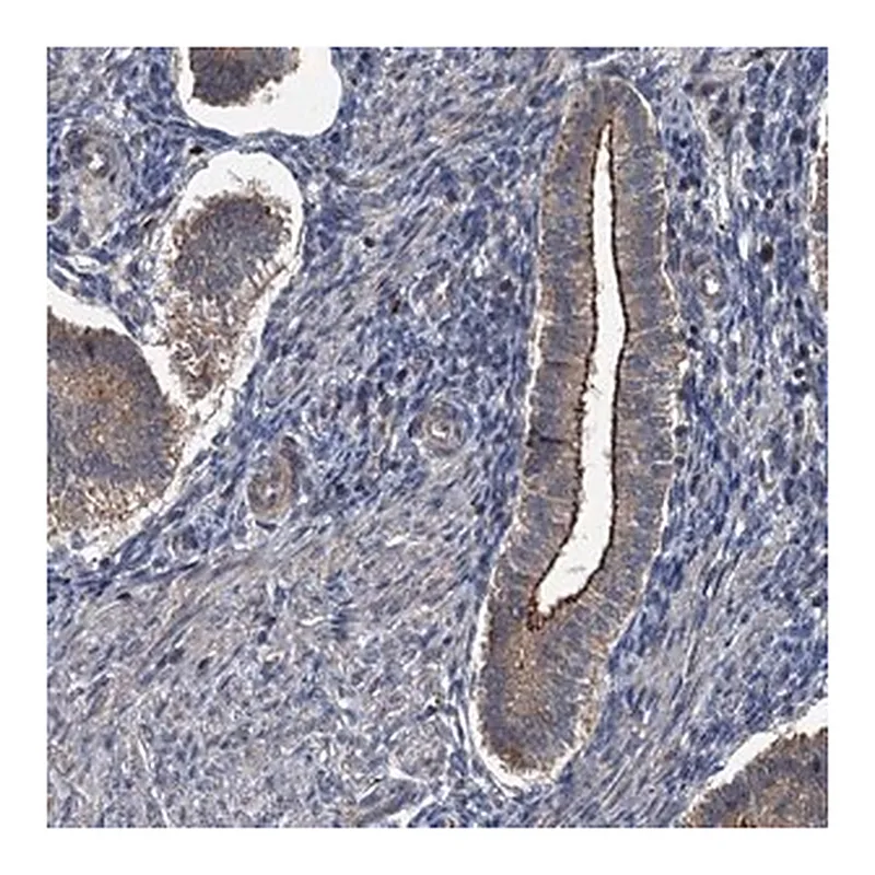 Merck Anti-N4BP2L2 antibody produced in rabbit