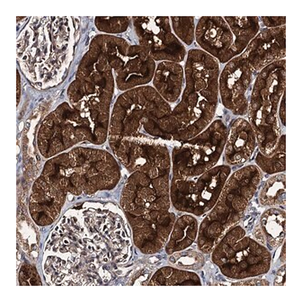 Merck Anti-EFL1 antibody produced in rabbit