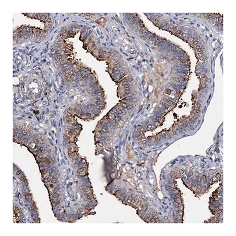 Merck Anti-MANSC4 antibody produced in rabbit