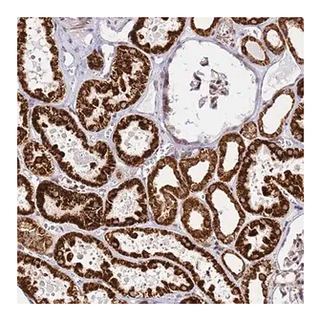 Merck Anti-HSPE1 antibody produced in rabbit
