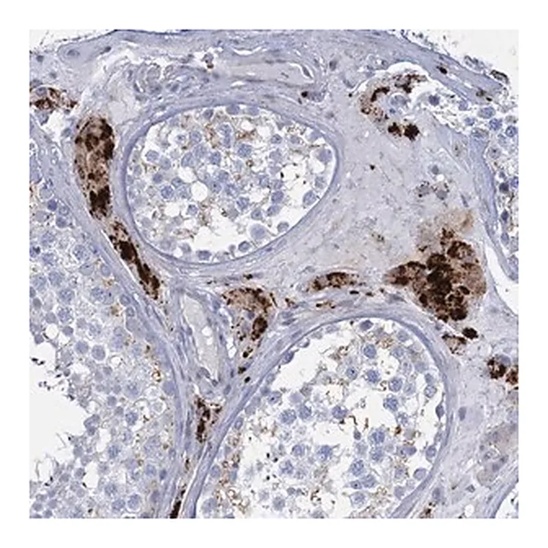 Merck Anti-TRIM77 antibody produced in rabbit