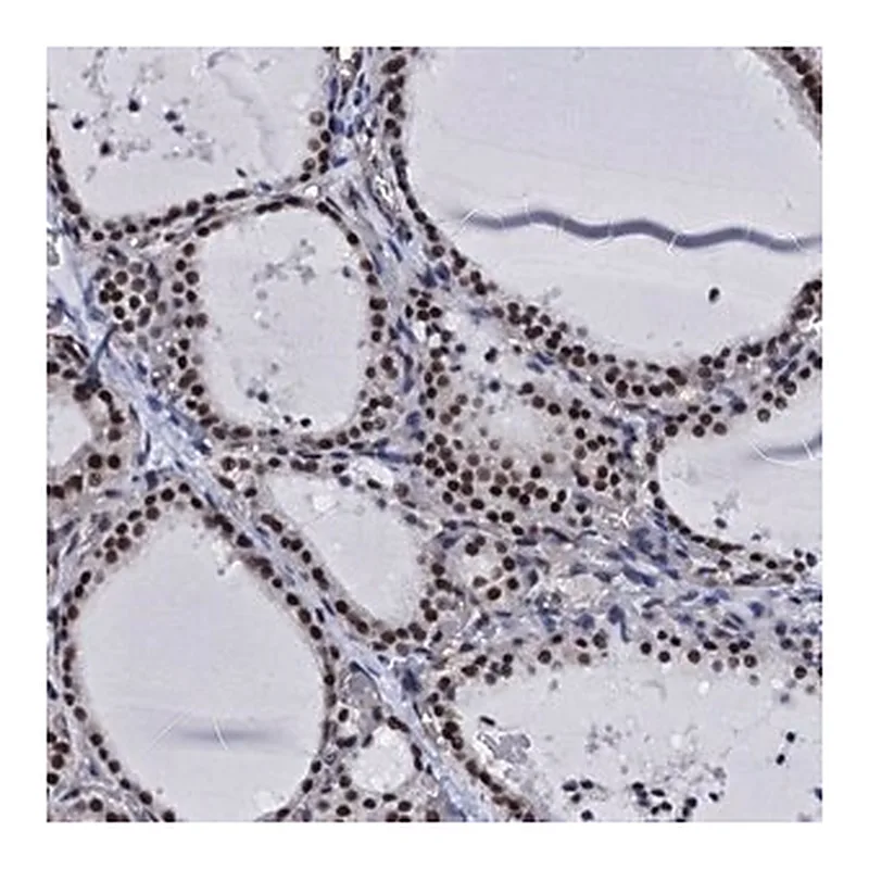 Merck Anti-CWC15 antibody produced in rabbit