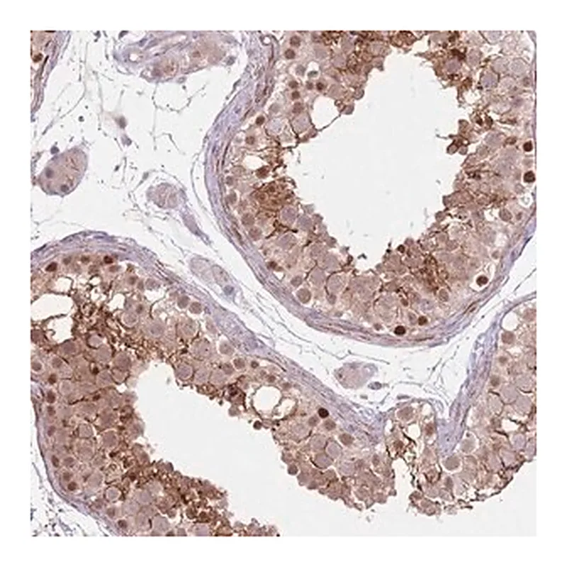 Merck Anti-CCNI antibody produced in rabbit