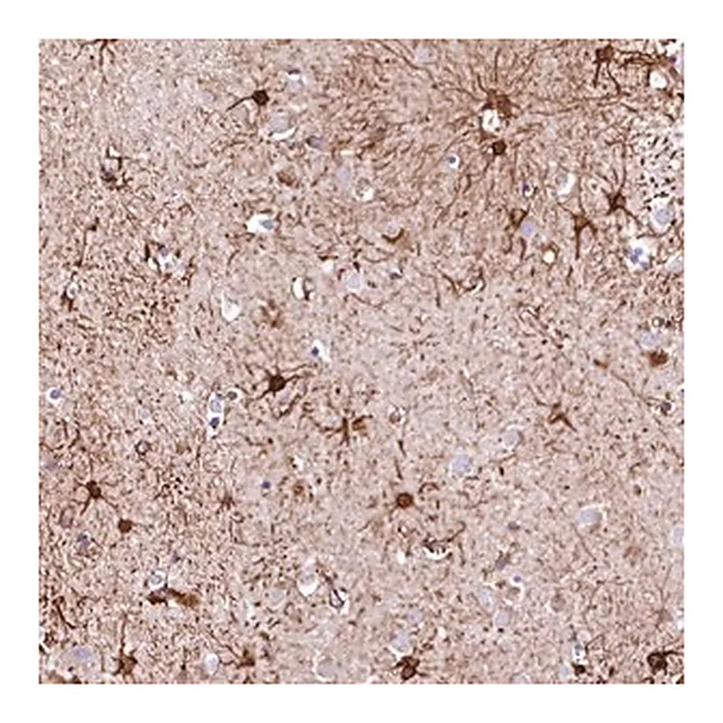 Merck Anti-RARS2 antibody produced in rabbit