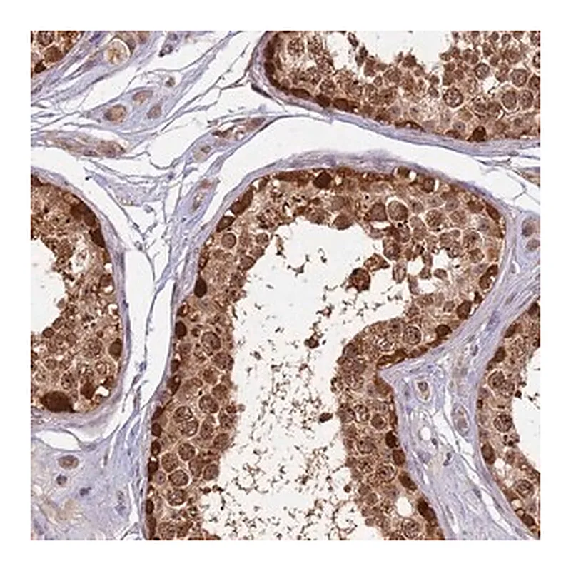 Merck Anti-RAPGEF3 antibody produced in rabbit