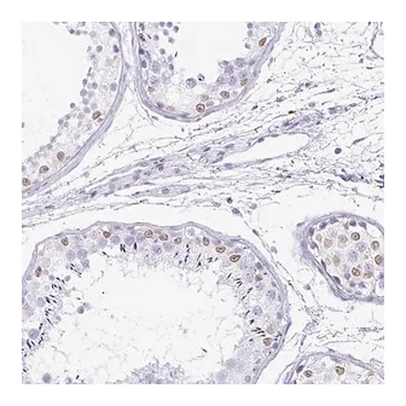 Merck Anti-TPSD1 antibody produced in rabbit