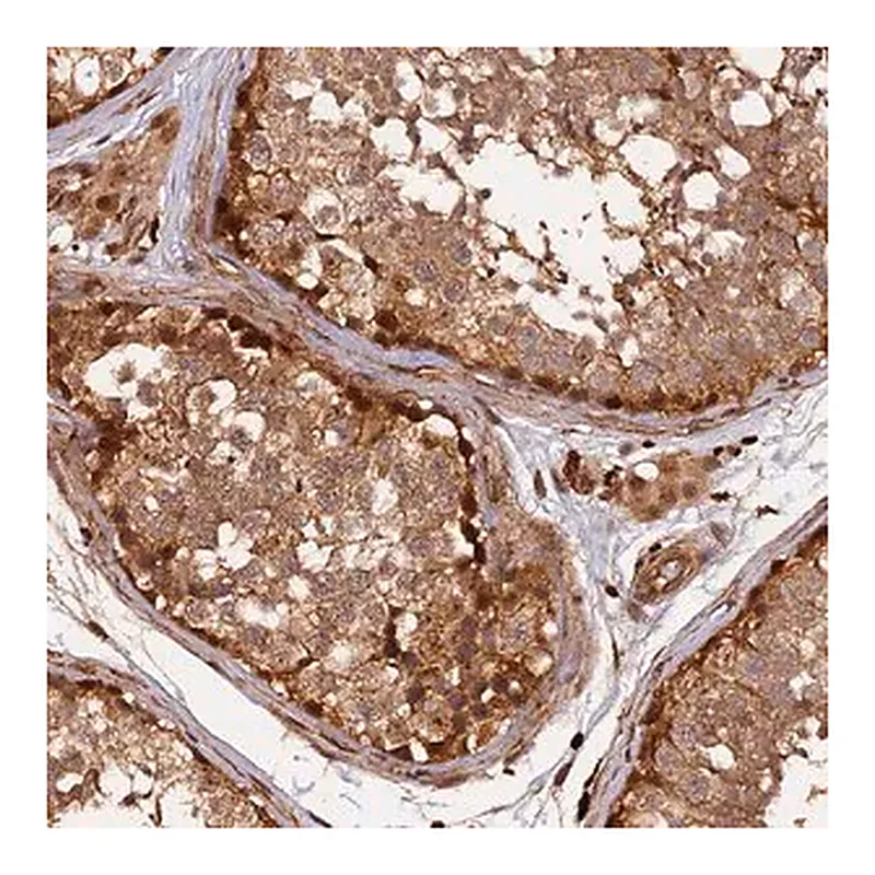 Merck Anti-MMP15 antibody produced in rabbit
