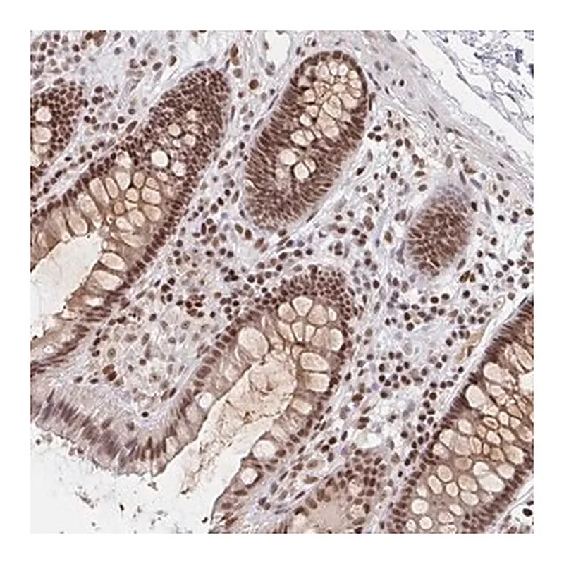 Merck Anti-H1FX antibody produced in rabbit