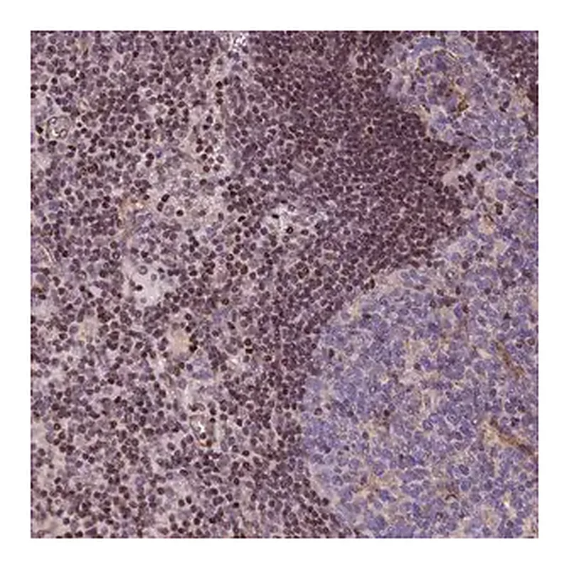 Merck Anti-SP4 antibody produced in rabbit