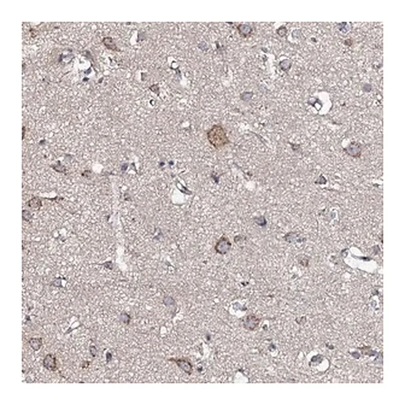 Merck Anti-GLCE antibody produced in rabbit