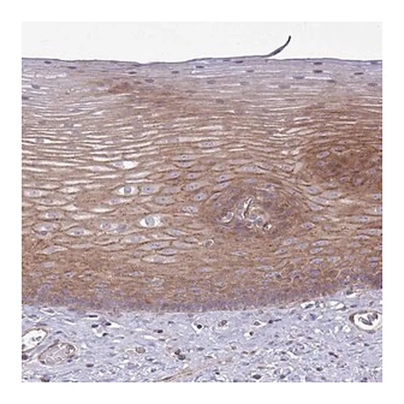 Merck Anti-SH2D1B antibody produced in rabbit