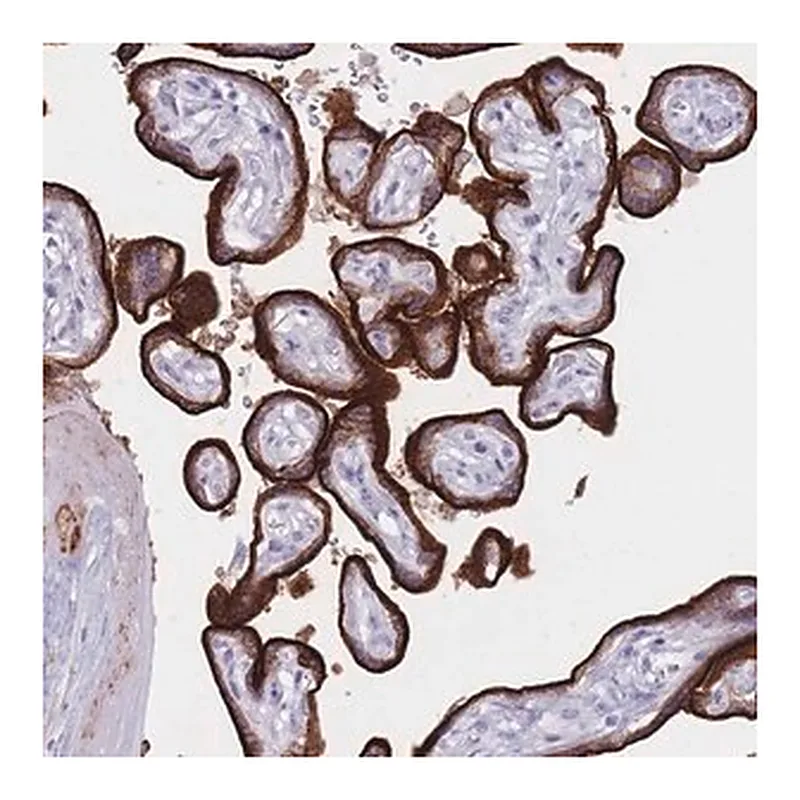Merck Anti-ST3GAL5 antibody produced in rabbit