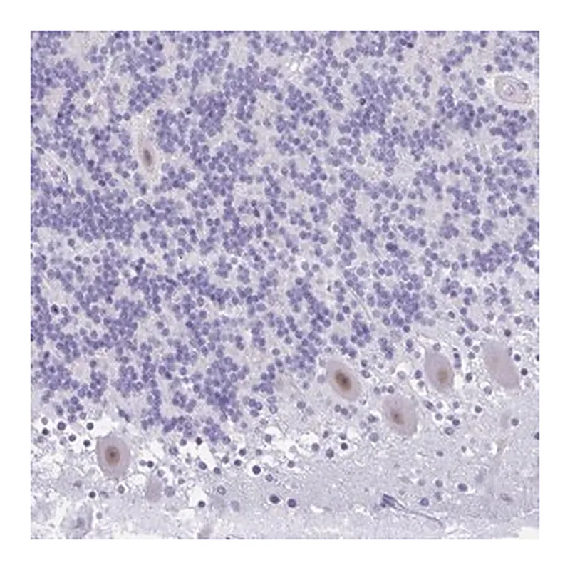 Merck Anti-GLB1L2 antibody produced in rabbit