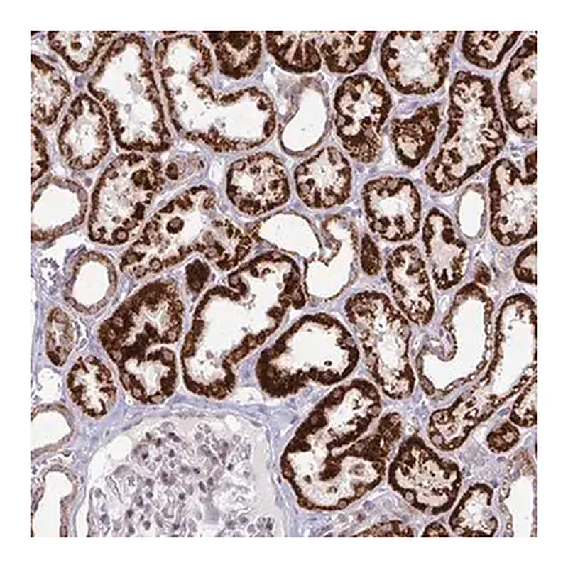 Merck Anti-DZIP1 antibody produced in rabbit