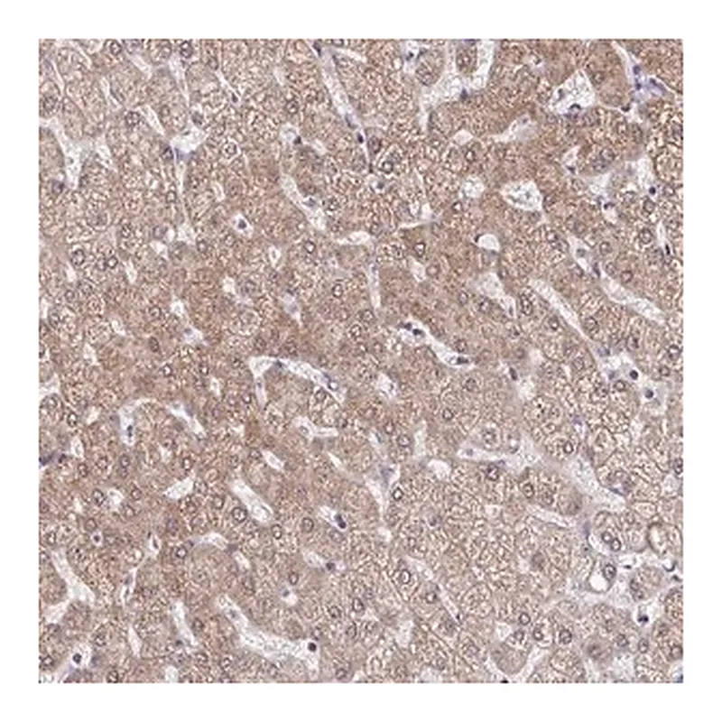Merck Anti-C9orf64 antibody produced in rabbit