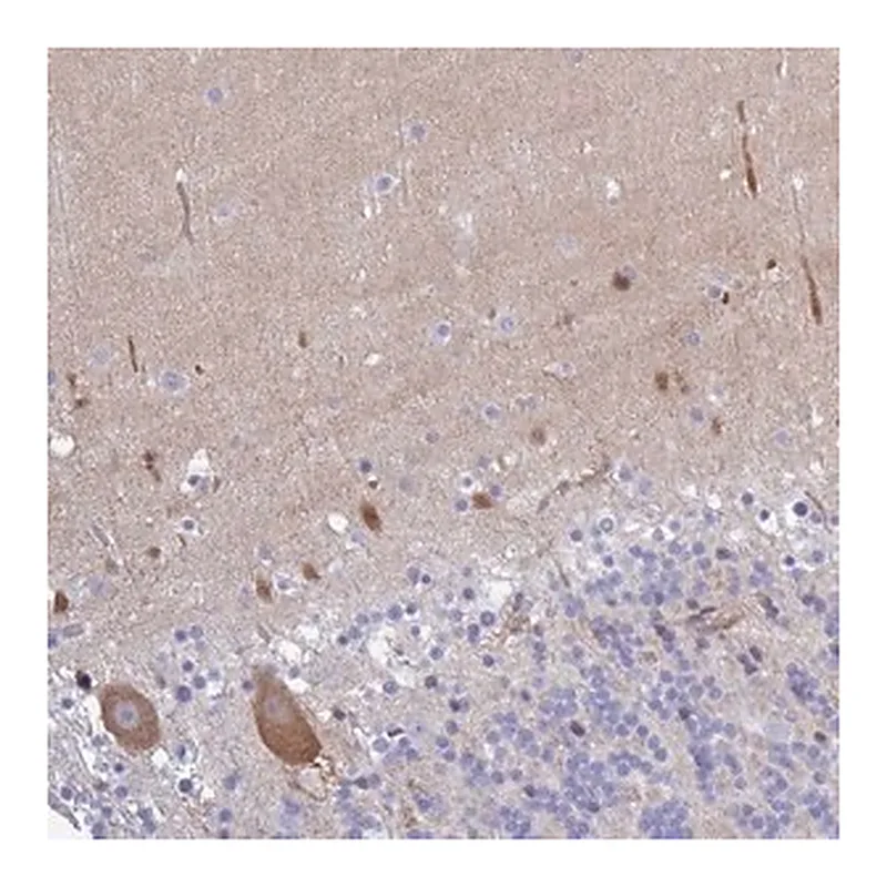 Merck Anti-CA10 antibody produced in rabbit