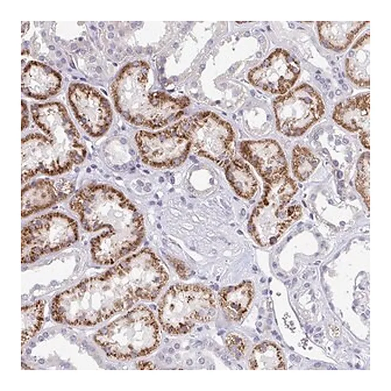 Merck Anti-EIF1AD antibody produced in rabbit