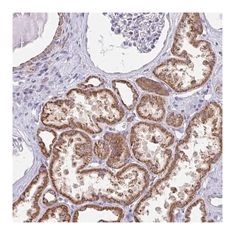 Merck Anti-ZNF483 antibody produced in rabbit