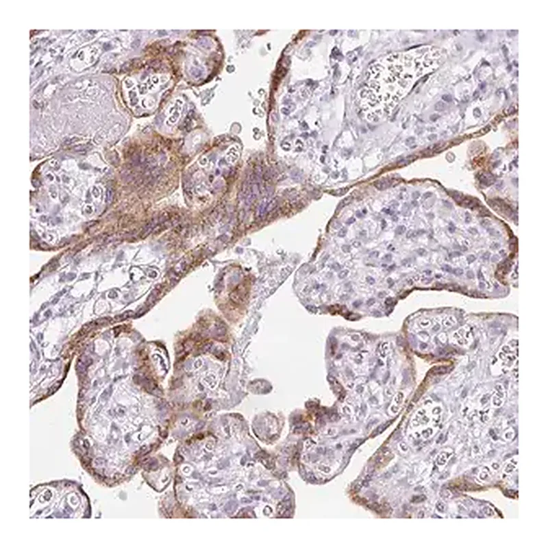 Merck Anti-LPAR4 antibody produced in rabbit
