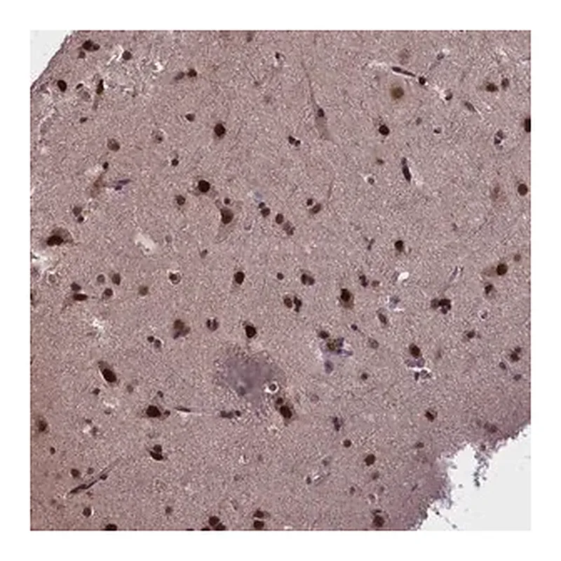 Merck Anti-RELB antibody produced in rabbit