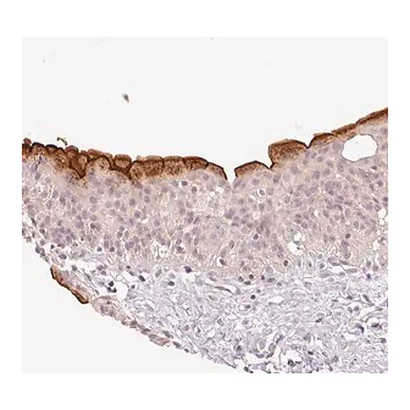 Merck Anti-SLC29A3 antibody produced in rabbit