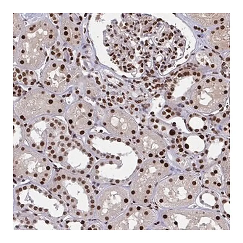 Merck Anti-ZNF607 antibody produced in rabbit