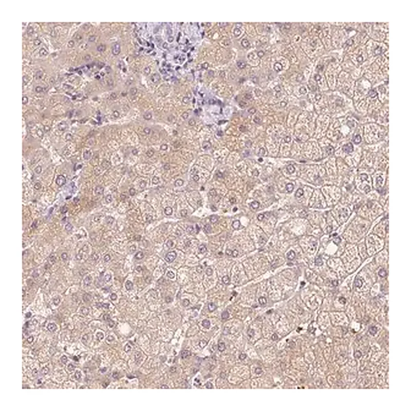 Merck Anti-CMTM8 antibody produced in rabbit
