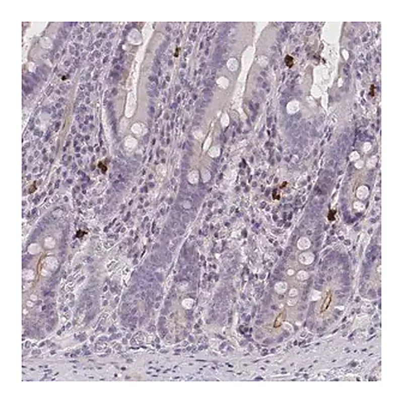 Merck Anti-MRGPRX2 antibody produced in rabbit