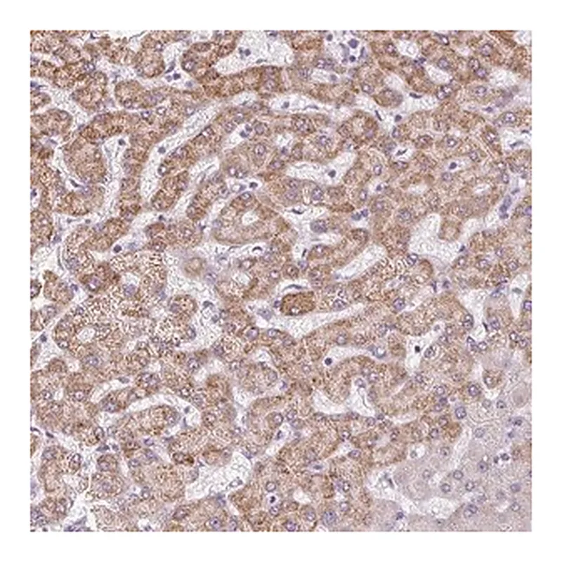 Merck Anti-TMEM170A antibody produced in rabbit