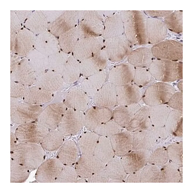 Merck Anti-USP35 antibody produced in rabbit
