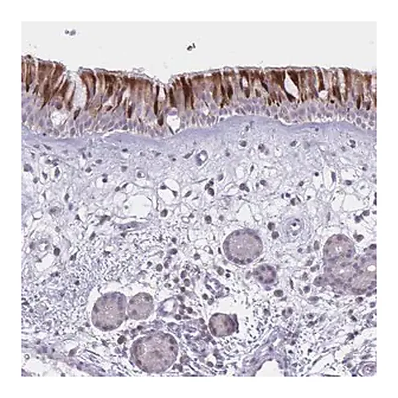 Merck Anti-VWC2 antibody produced in rabbit