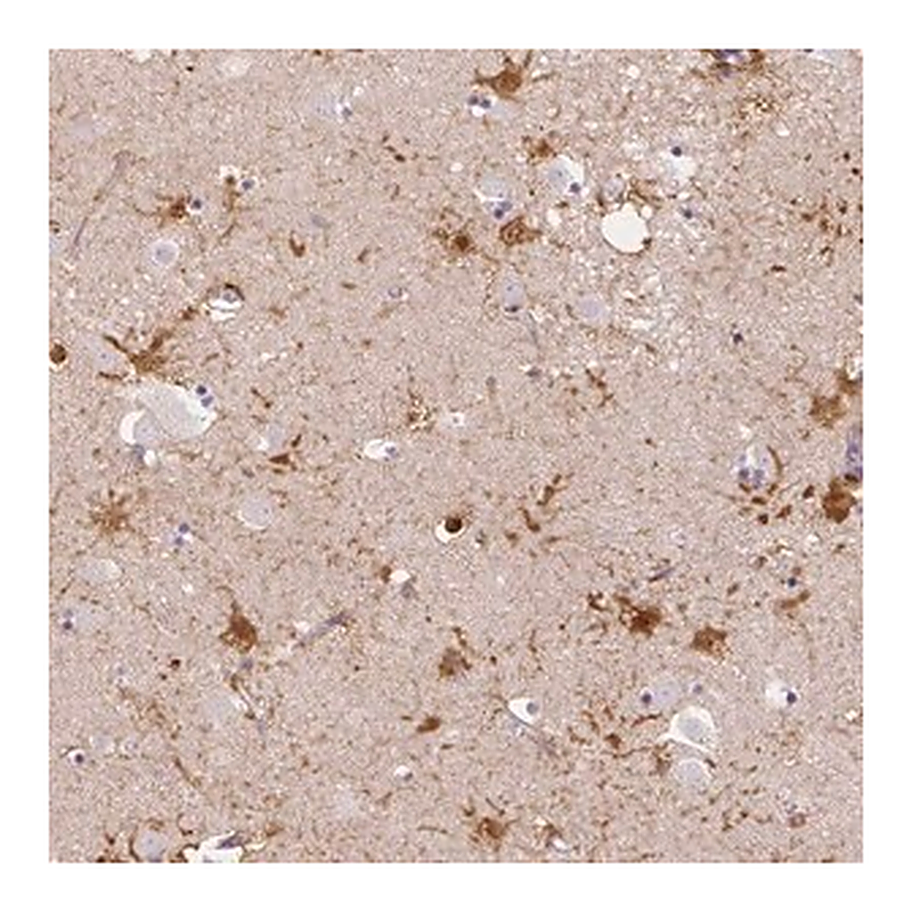 Merck Anti-LRRC36 antibody produced in rabbit
