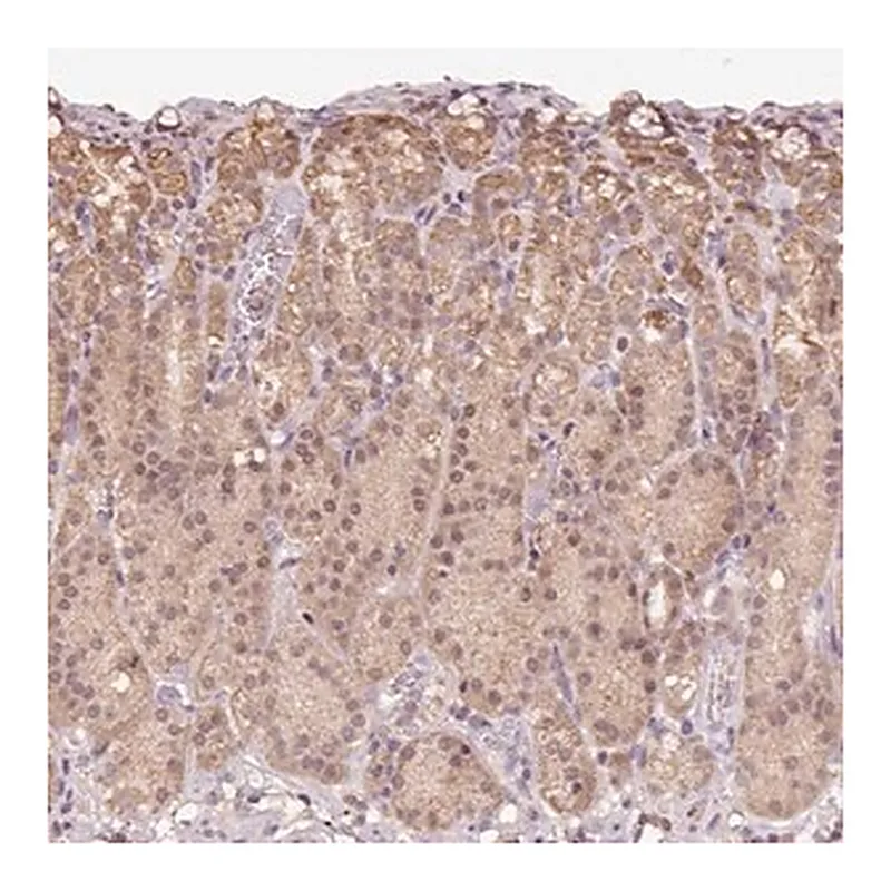 Merck Anti-TMEM170B antibody produced in rabbit