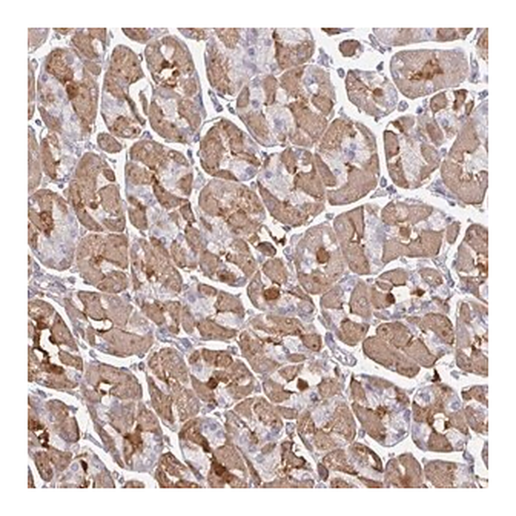 Merck Anti-TTC9C antibody produced in rabbit