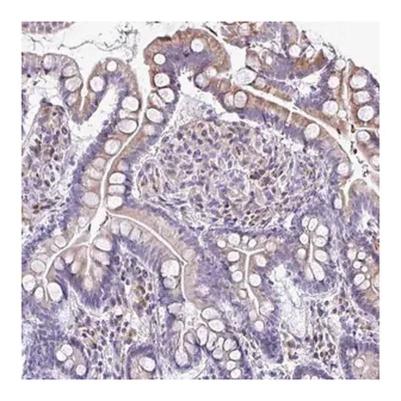 Merck Anti-FIBCD1 antibody produced in rabbit