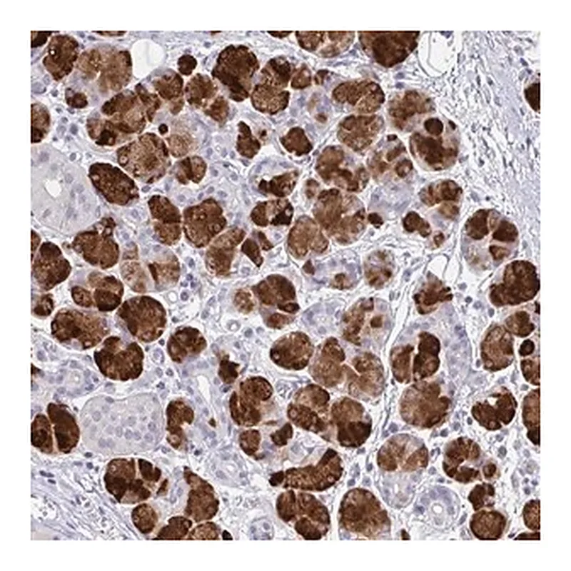 Merck Anti-ZNF214 antibody produced in rabbit