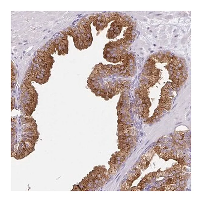 Merck Anti-FAM177A1 antibody produced in rabbit