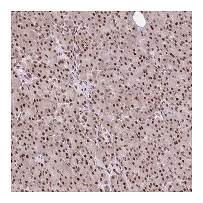 Merck Anti-RIPK3 antibody produced in rabbit