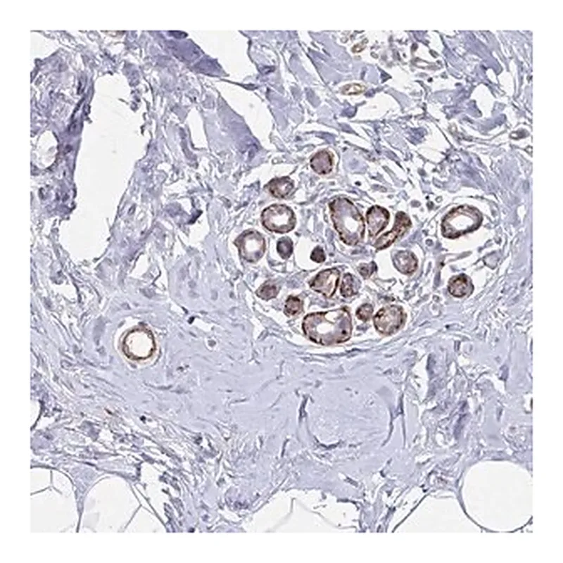 Merck Anti-NEURL4 antibody produced in rabbit